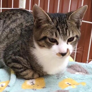 黒いお鼻の子猫キジシロくん