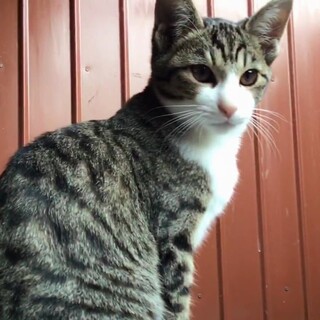 ピンク鼻の子猫キジシロくん