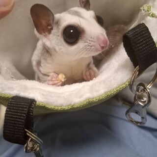 プラチナフクロモモンガ♂ ※去勢手術済み　里親募集