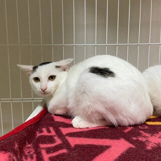 お耳ぺたんこ♡ちょっと怖がりな美猫、ダリ君！