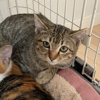 ビビリな超甘えん坊♡源くん！