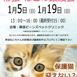 千葉市「 幕張 ねこの譲渡会」動物病院で開催です
