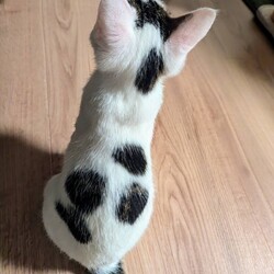 千葉市「 幕張 ねこの譲渡会」動物病院で開催です サムネイル2