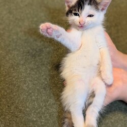 千葉市「 幕張 ねこの譲渡会」動物病院で開催です サムネイル3