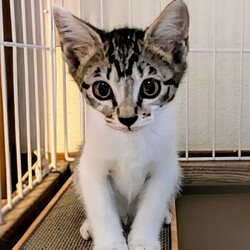 千葉市「 幕張 ねこの譲渡会」動物病院で開催です サムネイル2