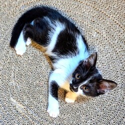 千葉市「 幕張 ねこの譲渡会」動物病院で開催です サムネイル3