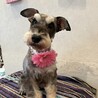 美人なミニチュアシュナウザー⭐︎まりもちゃん⭐︎ サムネイル2