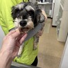美人なミニチュアシュナウザー⭐︎まりもちゃん⭐︎ サムネイル3