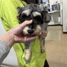 美人なミニチュアシュナウザー⭐︎まりもちゃん⭐︎ サムネイル4