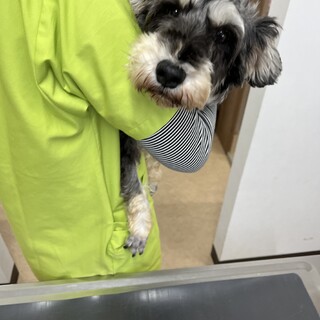 美人なミニチュアシュナウザー⭐︎まりもちゃん⭐︎