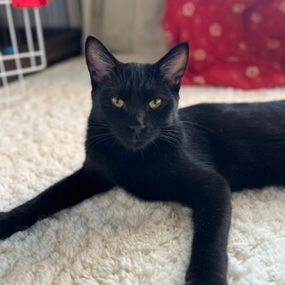 お昼寝大好き黒猫君