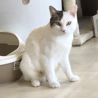 おどおどだけど触ってほしいうさです♪