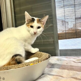 しっぽがかわいいラビちゃん