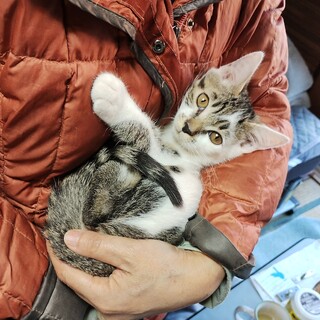 甘えん坊なキジシロの男の子です。