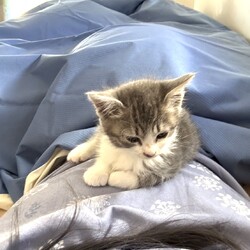 in春日井市☆子猫が沢山！保護猫をオウチに迎えよう☆2024年12月7日（土）～ちーむ にゃいんず