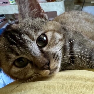 幸せをよぶカギしっぽのもみじちゃん