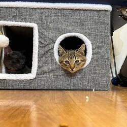 in江南市☆子猫たくさん！保護猫をオウチに迎えよう☆2024年12月8日（日）～ちーむ にゃいんず