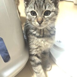 in名古屋市☆子猫たくさん！保護猫をオウチに迎えよう☆2024年12月8日（日）～ちーむ にゃいんず