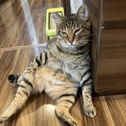 名古屋市緑区猫の譲渡会 サムネイル2