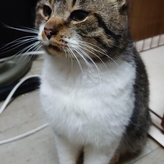 可愛いキジ白のオス猫です！