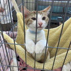 名古屋市緑区猫の譲渡会 サムネイル3