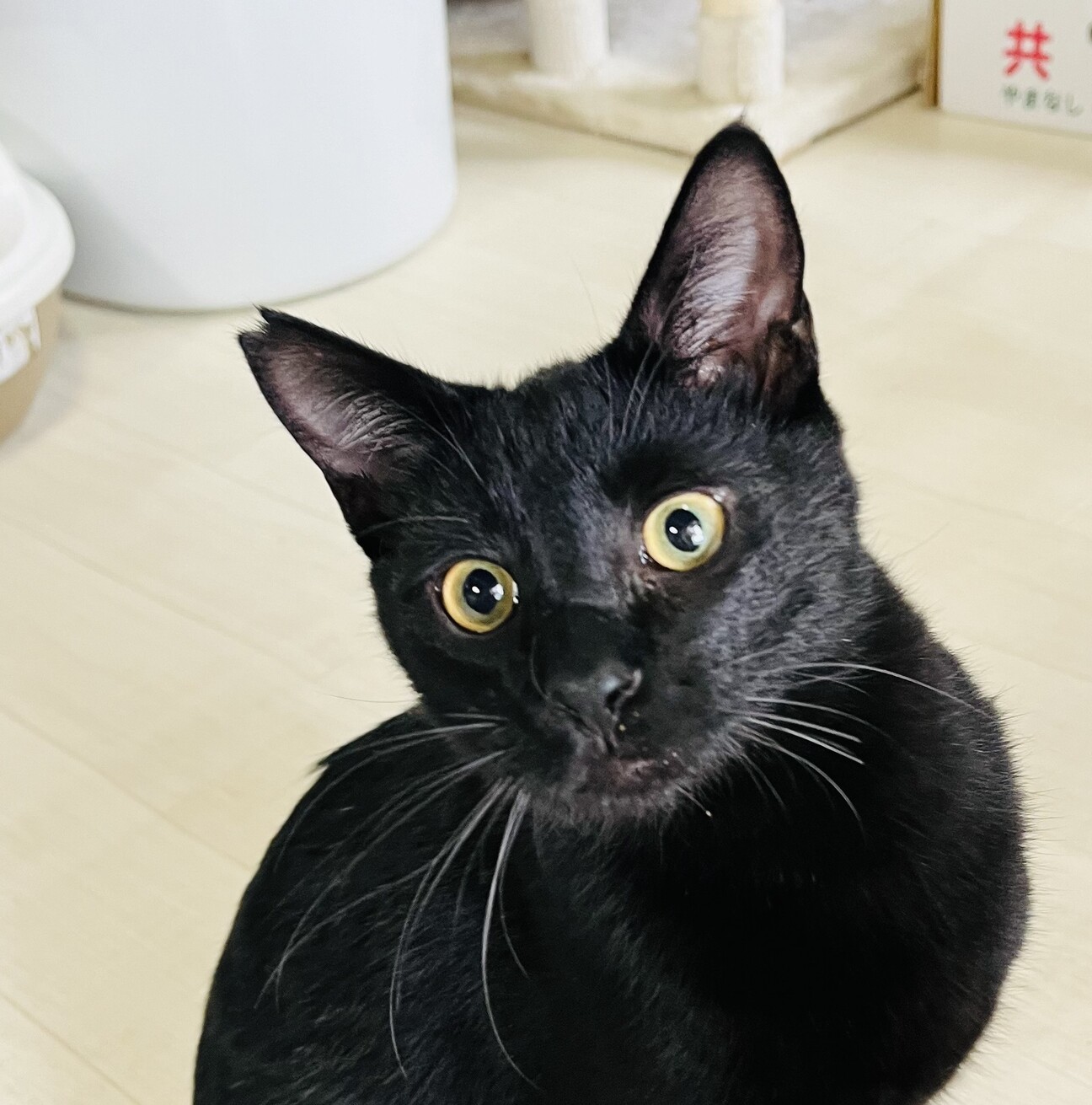 黒*猫さん 【公式通販】