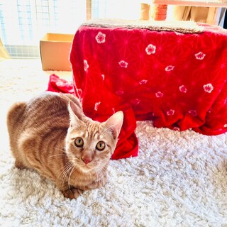 にぼし大好きチャトラ