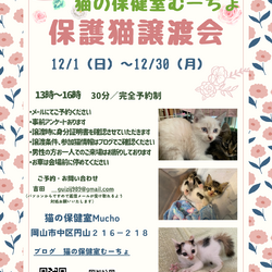 猫の譲渡会＠猫の保健室Mucho