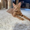 人懐っこい茶トラ サムネイル4