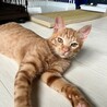 人懐っこい茶トラ サムネイル5
