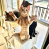 人懐っこい茶トラ サムネイル6
