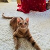 人懐っこい茶トラ サムネイル7