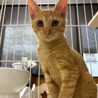 綺麗なレッドタビーのプリンくん