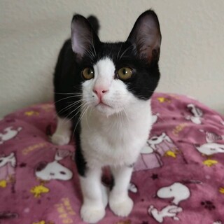 募集停止おっとりさんハチワレ君⭐️との