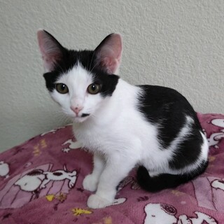 募集停止ハチワレなれなれcuteな女子❤️ひめ