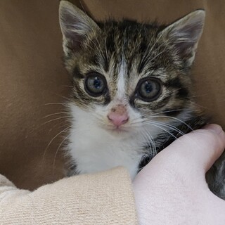 保護猫　キジシロちゃんの里親募集中