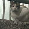 餌やり放棄された猫達。 サムネイル2