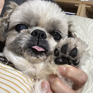 とっても穏やかで甘えん坊　シーズーの男の子ゆあくん