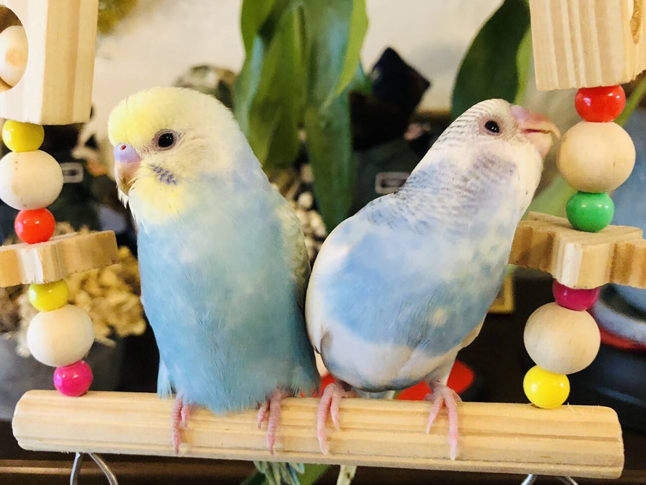 セキセイインコさん　2羽 セキセイインコ2羽（メス」東京都 - 鳥の里親募集(506628