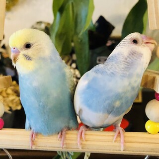 セキセイインコ2羽（メス）セットでの募集