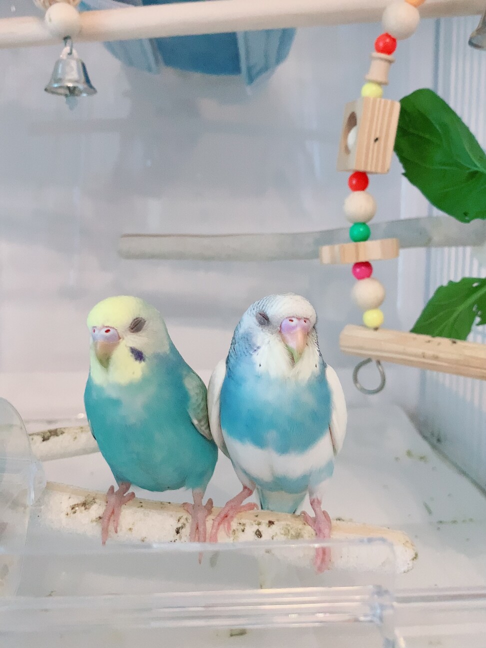 セキセイインコ2羽（メス」東京都 - 鳥の里親募集(506628) 2枚目の