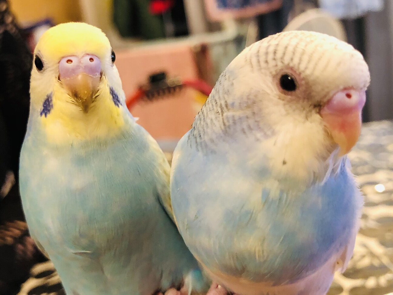 セキセイインコ2羽（メス」東京都 - 鳥の里親募集(506628) 3枚目の