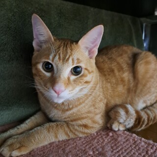 まるとらの男の子♡茶々ノ助くん♡