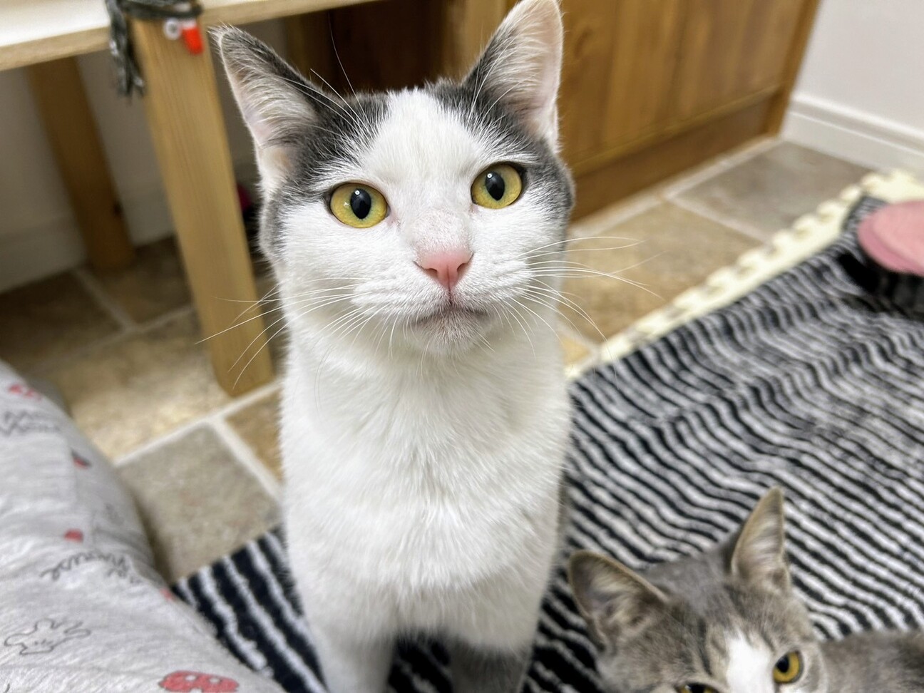 トライアル決定しました」愛知県 - 猫の里親募集(505911) :: ペットの