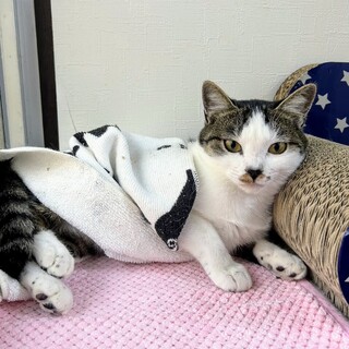 トライアル決定しました