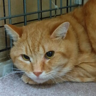 SOS！1/22期限イケニャン茶トラ男子ルース