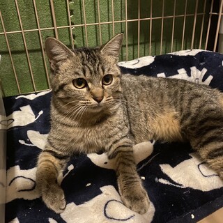 まんまるキジっ子猫