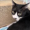 甘えん坊のタキシード　オス サムネイル3