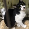 甘えん坊のタキシード　オス サムネイル4