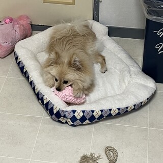 元気一杯の子です！